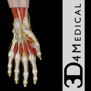 Hand & Wrist Pro III with Animations для Мак ОС