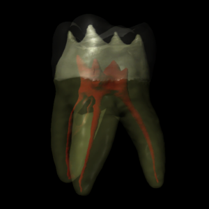 Tooth Atlas 7 для Мак ОС