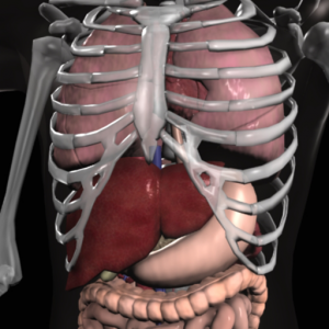Anatomy 3D Organs для Мак ОС