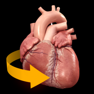 Heart - 3D Atlas of Anatomy для Мак ОС