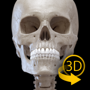 Скелет - 3D Атлас анатомии для Мак ОС