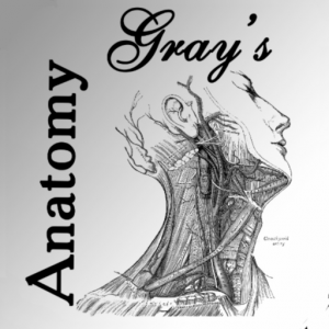 Gray's Anatomy для Мак ОС