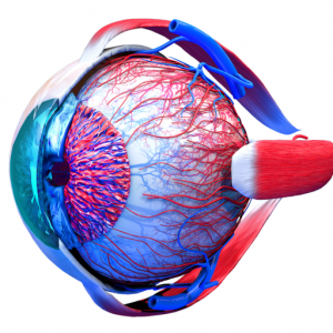 Eye Anatomy 3D для Мак ОС