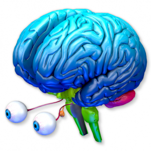 Brain Parts 3D для Мак ОС