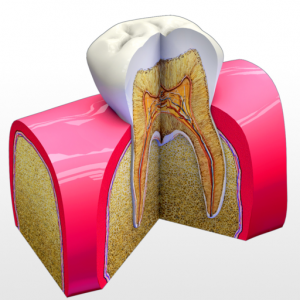 Tooth Anatomy для Мак ОС