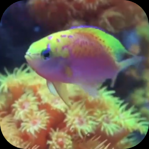 Fish Tank HD для Мак ОС