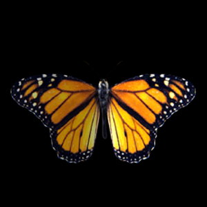 Monarch: The Butterfly King для Мак ОС
