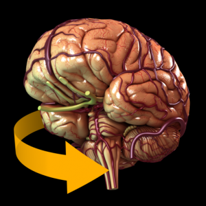 Brain - 3D Atlas of Anatomy для Мак ОС