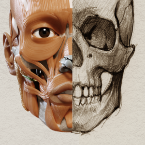 3D Анатомия для художников | Версия 1.2 для Мак ОС