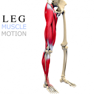 Leg Muscles Motion для Мак ОС