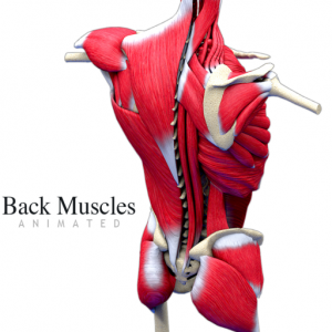 Back Muscles Animated для Мак ОС
