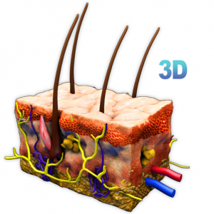 Skin Section 3D для Мак ОС