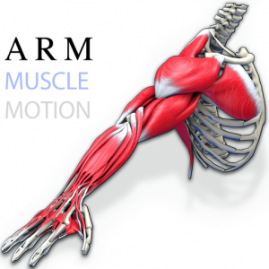 Arm Muscles Motion для Мак ОС